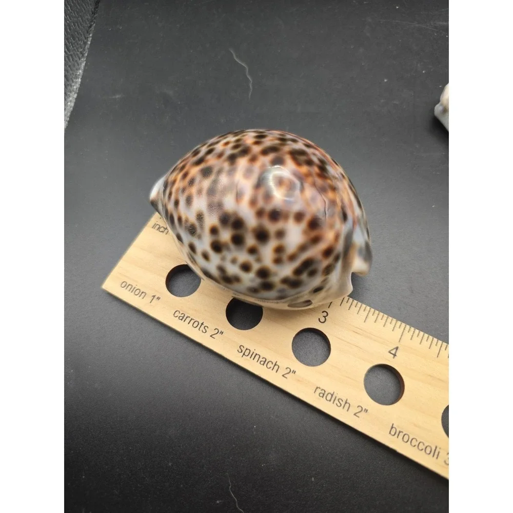 Tiger Cowrie Cypraea Tigris Leopard Pattern Seashell 3 & 3.5 Inches Shells